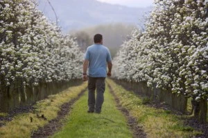 Millions of Apples dumped on ground to rot in Washington state Millions of Apples dumped on ground to rot in Washington state