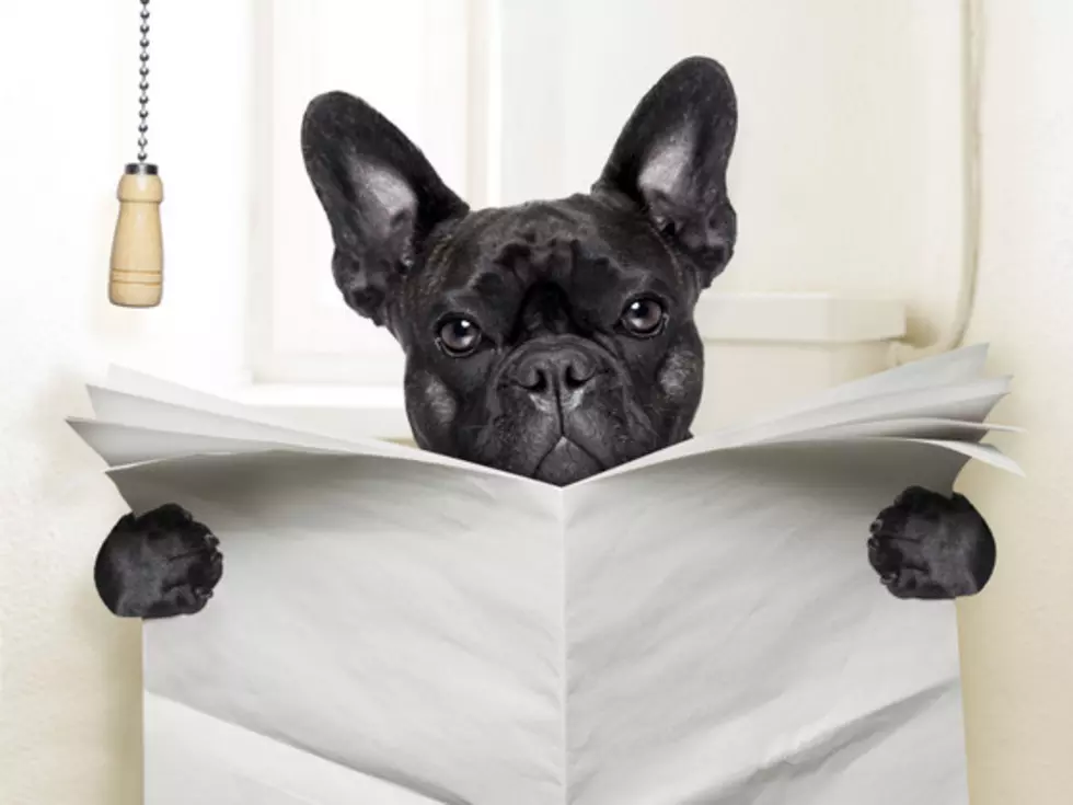 Missing Dog Finds His Way Home and Rings Doorbell To Get In