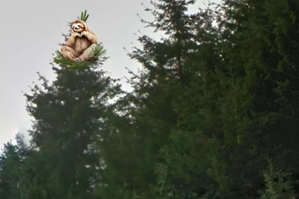 Slothy Fans Win the War: Giant Sloth Can Stay in Tree “For Now” -WSDOT