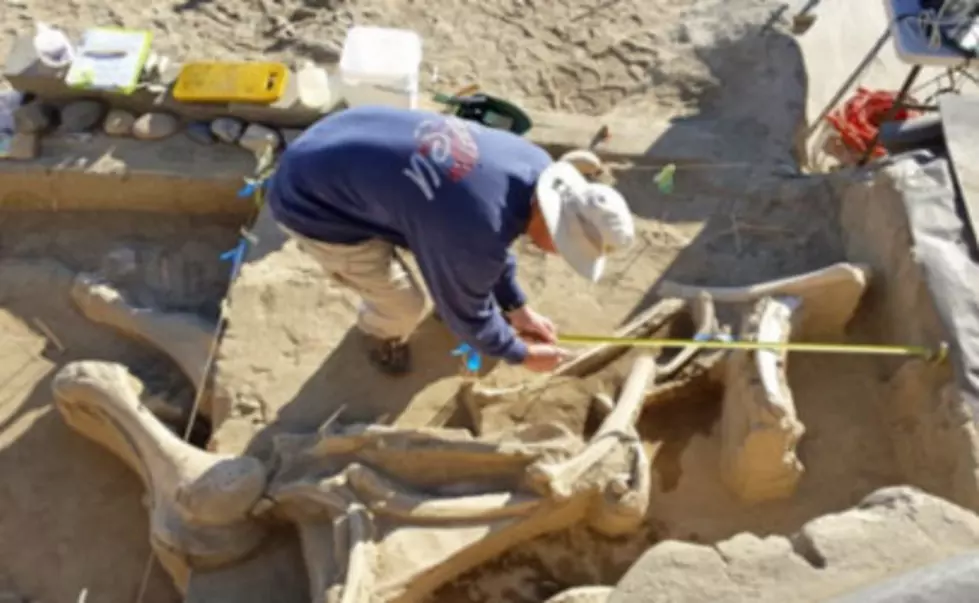 Learn AND Have Fun with REACH Guided Tours This Summer
