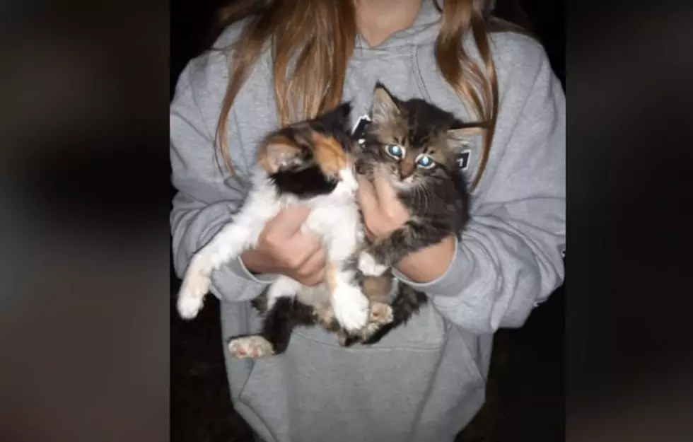 Pasco Council Wants City to Manage Animal Shelter