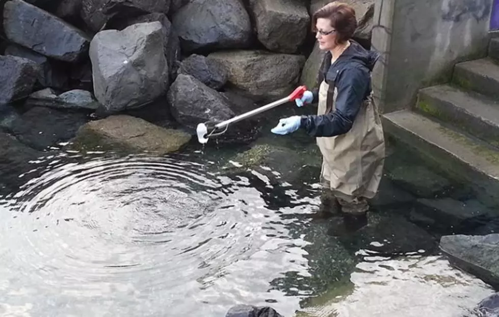 EPA Sends $36 Million for Puget Sound Cleanup–Where’s WA State?