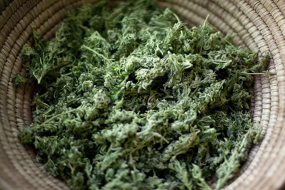Pot Grower-Processor Raided, Shut Down for Criminal Activity