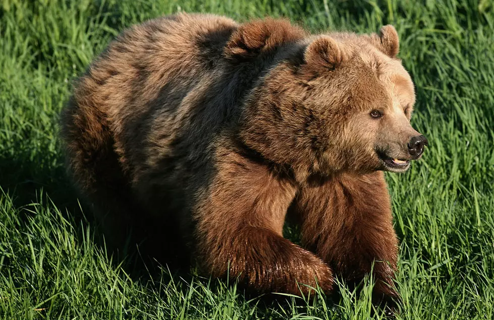 Bear Shot near Occupied Business, Neighborhood in Moxee