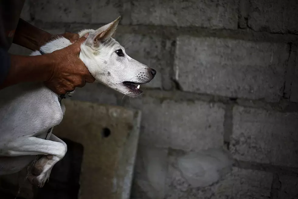 USPS Data–Pasco Ranks 3rd in WA for Dogs Biting Mail Carriers