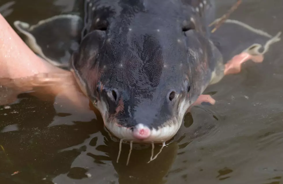 Sturgeon Fishing Halted on Big Stretch of Columbia River-Why?
