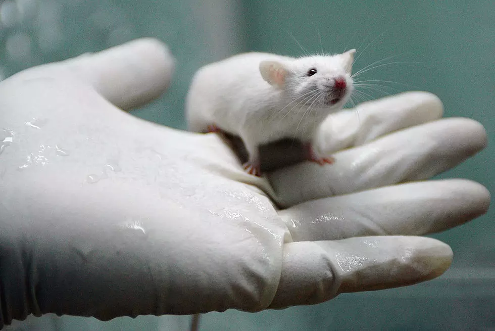 UW “Sci-Fi” Brain Tech Could Maybe Someday Alter Human Behavior