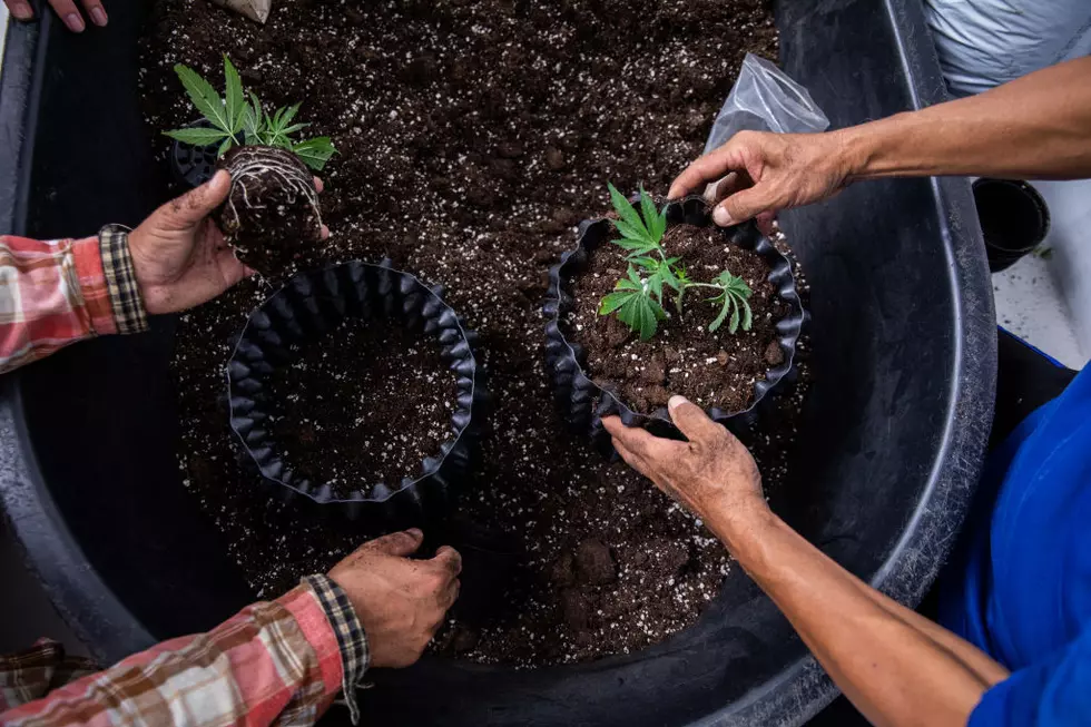 Feds Reclassifying Marijuana Could Actually Cause More ‘Issues’