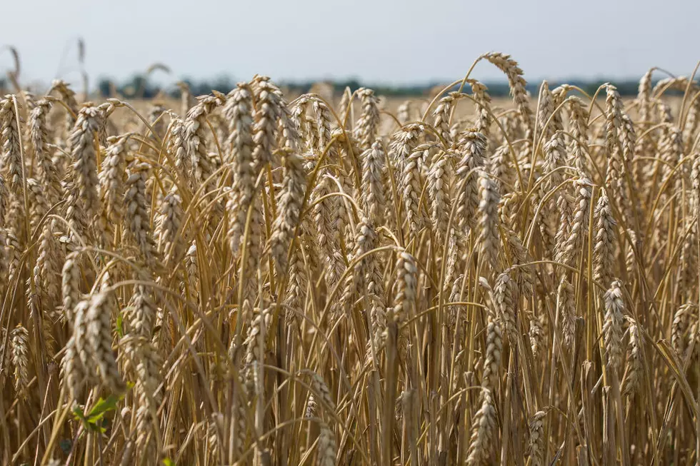 New NW, Idaho, Wheat, Barley Alert Issued-Bacterial Related