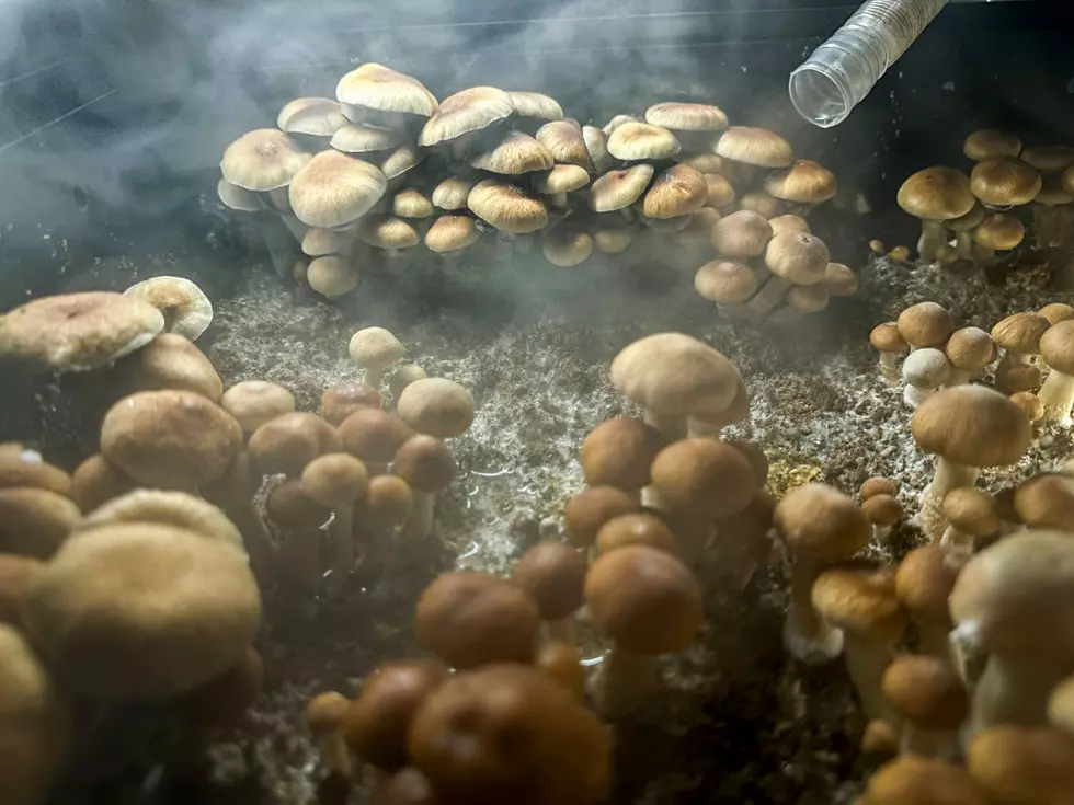 Olympia City Council Decriminalizes Psychadelics Possession (Shrooms)