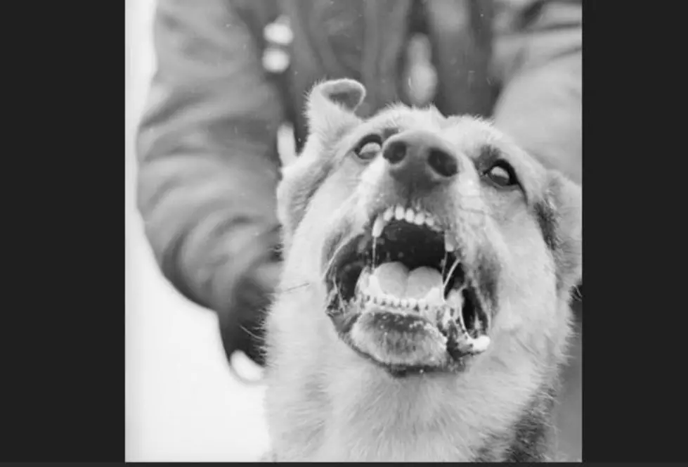 Worker With L-I Dog-Related PTSD Busted for Canine Breeding