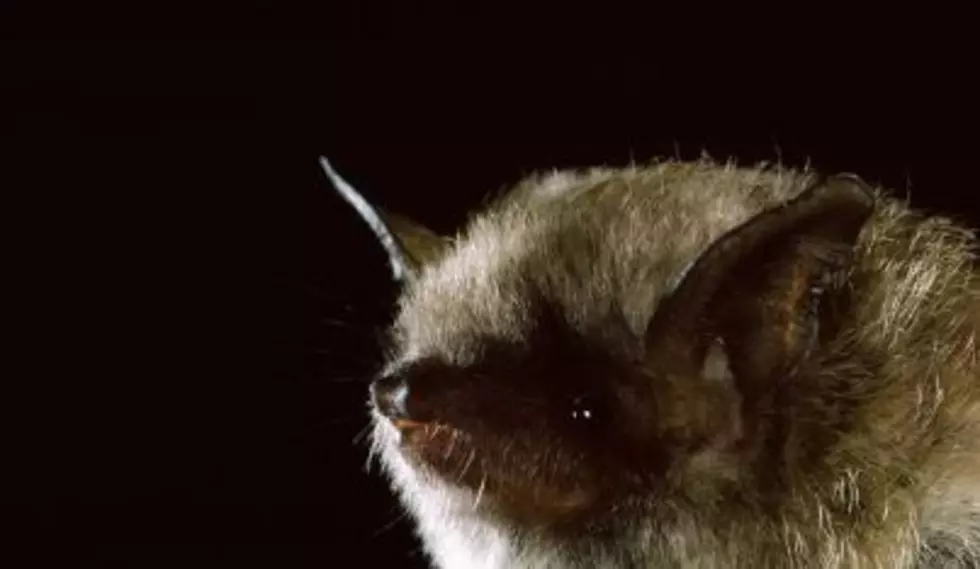 Deadly Fungus Kills off Thousands of Bats at Hanford Site