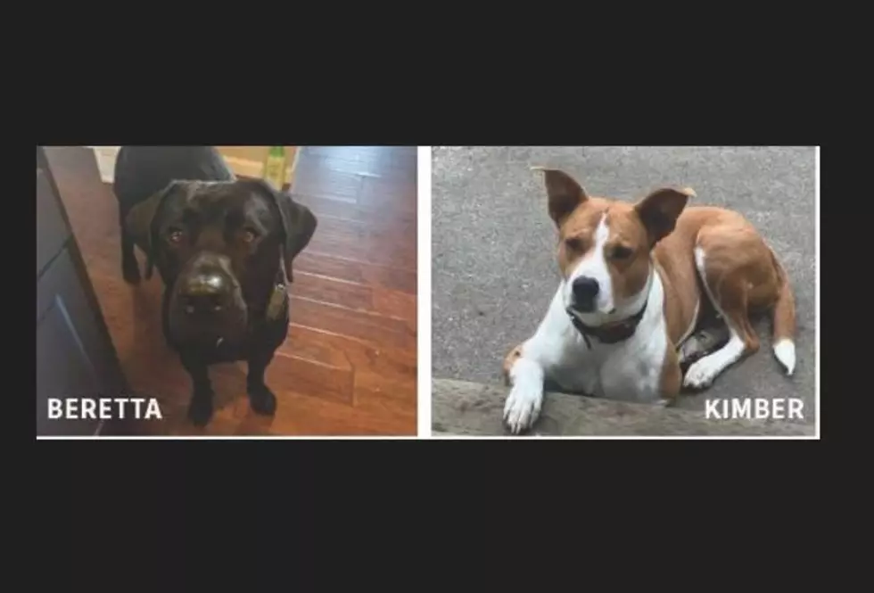 $5K Reward for Leads in Violent Killing of 2 Dogs on Whidbey Island