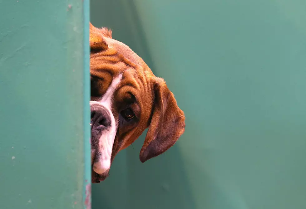 Woof! CBP Finds $1.8M Worth of Liquid Meth in Dog Shampoo Bottles
