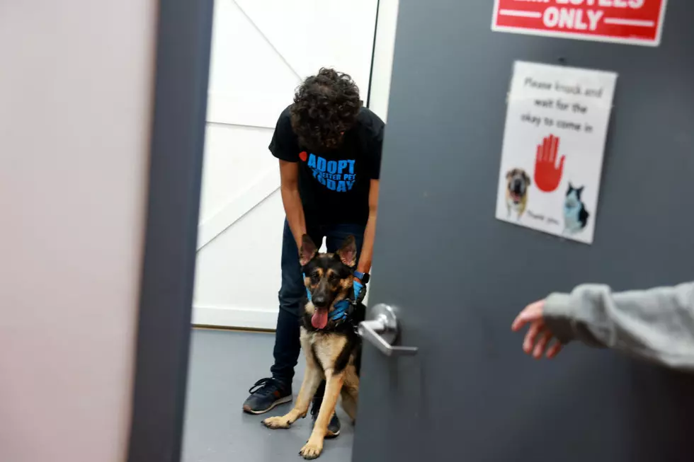 WA Insurance Penalties Include Fines for ‘Ilegal’ Pet Insurance