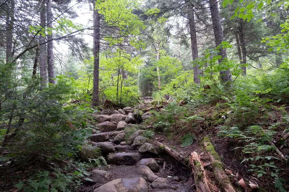 Compelling Bigfoot Video Surfaces from Adirondack Mountains near Gloversville, New York